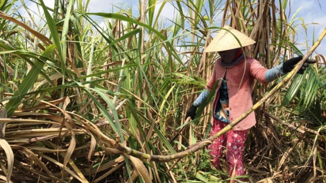 Bến Tre: P’too moon đha nuôr xăl a tao dzang chóh apêê t’nơơm chr’nóh n’lơơng liêm choom lấh