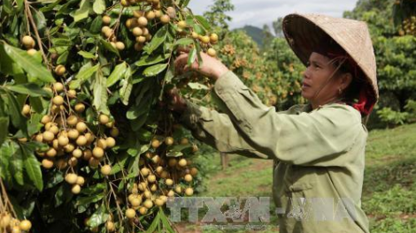 Lai Châu pa dưr k’nặ 6000 hecta t’nơơm pay cha p’lêê