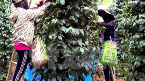 Quảng Trị lêy pay chr’nóh chr’bêết, bh’năn băn ting pấh ooy bh’nơơn bh’rợ bha lâng âng k’tiếc k’ruung