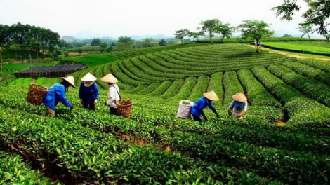 Gia Lai: Bấc rau dzợ ặt váih cóh bh’rợ xăl t’mêê, r’pặ apêê nông lâm trường
