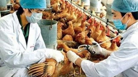 Quảng Ngãi lêy cha’mêết tiêm phòng vắc xin g’lúh 2 đoọng ha bh’năn p’rơơi