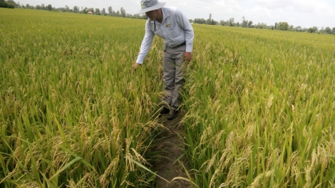 Tiền Giang: Tơơm  ha roo đêệp Chợ Gạo vêy đhr’năng bil pật