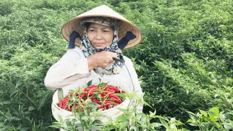 Quảng Ngãi: P’têệt lâng doanh nghiệp pay câl bh’nơơn prớ ha đha nuôr