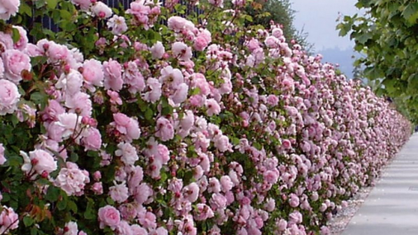 T'RUÍH PA XƯL T'NGAY 14/12/2018