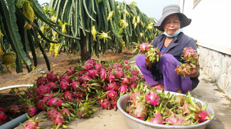 ĐBSCL: G’lúh noel zên pa câl p’lêê p’coo dưr bấc