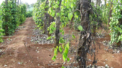 Đắk Lắk: Lấh 500 hecta tơơm a moọt răng xrắh tu crêê pr’lúh