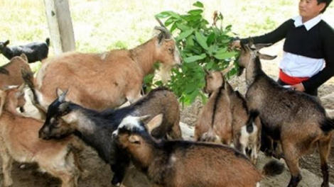 Bấc chính sách t’đui đoọng ha dợ pr’ặt tr’mông âng đhanuôr acoon cóh dzợ lưm bấc k’đháp k’ra