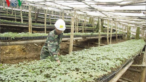 Kon Tum: Zooi zúp 46.500 t’nơơm sâm Ngọc Linh m’ma đoọng ha đhanuôr
