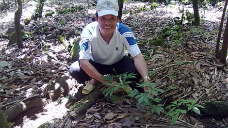 Kon Tum: Zooi đoọng đha nuôr chóh sâm Ngọc Linh lâng z’nươu n’lơơng đoọng t’bil đha rựt nhâm mâng
