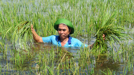 An Giang: Bấc đhanuôr chóh ha’roo bil pất zêng tu túh chô đấh