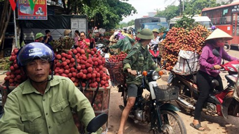 Bắc Giang: Bhrợ t’váih rau liêm buoon đoọng ha apêê chêếc câl tước pay câl vải thiều
