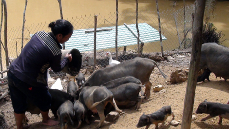 Băn bh’năn đhị c’rọol bhươn đongC’lâng t’mêê đhị chr’val Dang
