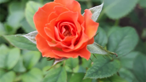 T’RÚIH T’NGAY 20/10/2019