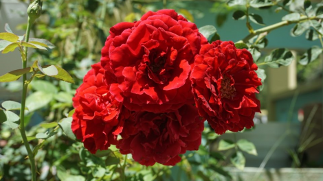 TRÚIH PA XƯL T’NGAY: 9/9/2019