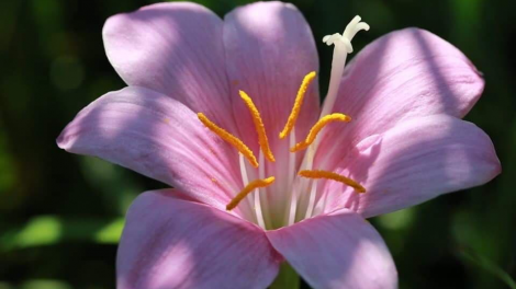 T’RUIH T’NGAY 25-12-2019