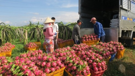 Bình Thuận: Đhanuôr pli plơ tu thanh long ha tộ zên câl, ha dợ zên điện dưr dzoọc dal