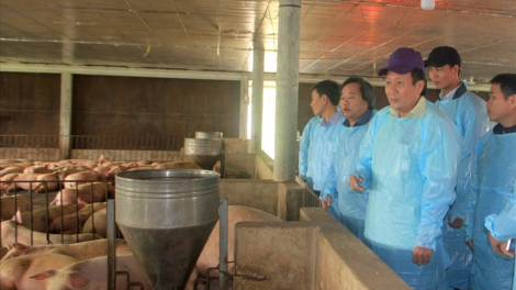 Quảng Trị: Lập chốt kiểm dịch động vật liên ngành ngăn ngừa dịch tả lợn châu Phi