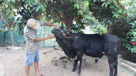 Phú Yên: Phát hiện 3 ổ dịch lở mồm long móng trên đàn gia súc