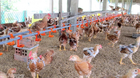 Cần Thơ n’léh váih pr’lúh cúm a tứch a đha H5N1 cóh a tứch