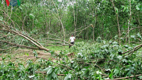 Quảng Trị xăl đhăm k’tiếc chóh cao su đoọng pa xiêr rau bil bal tu boo đhí bh’rợ t’váih