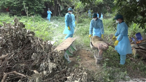 Lào Cai: Pr’lúh pa zrúah châu Phi cóh a’ọc trơơi boọ pậ bhứah cóh prang tỉnh