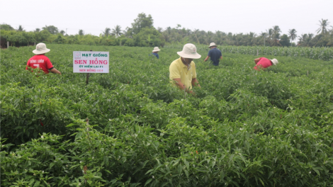 Đồng bằng k’ruung Cửu Long: Đhanuôr bơơn pay pa chô zên bấc bhlâng tơợ bh’rợ chóh t’nơơm prớ cóh bhươn