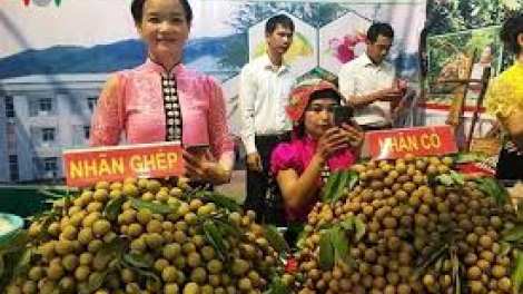 Sơn La: Đơơng pa câl lấh 8.100 tấn p’lêê nhãn t’mêê cóh hân noo bhrợ 2019