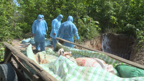 Gia Lai: Boo bấc, pr’lúh pa zrúah a’ọc châu Phi trơơi boọ đấh