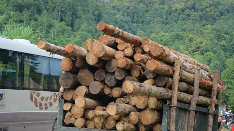 Quảng Nam: Bhrợ bhr’lậ quy hoạch zư lêy, pa dưr crâng