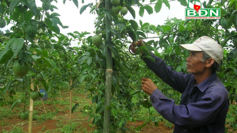 Đắk Nông bhrợ padưr zr’lụ chóh tơơm chr’nóh cha p’lêê đươi dua công nghệ dal