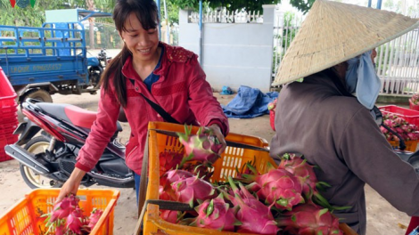 Chr’năp thanh long Bình Thuận dưr dzoóc dal bơr chu t’ping lâng tợơp  hân noo