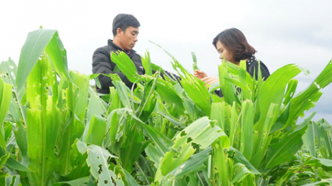 Gia Lai, bh’ruy keo hân noo c’loọt dưr váih k’rơ đhị đhăm bhứah