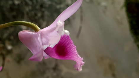 T’RÚIH PA XƯL T’NGAY 16/5/2019