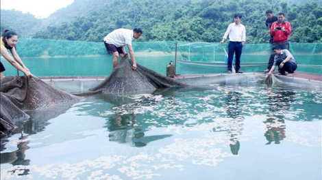 Lai Châu: K’rong bhrợ t’mêê 62 bh’rợ đoọng ha đha nuôr apêê chr’hoong đha rựt đươi dua