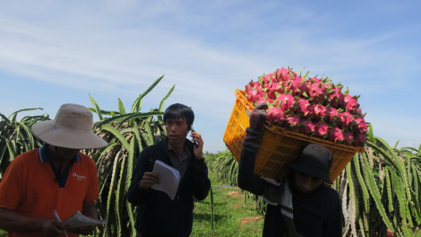 Đhanuôr bhrơ ha rêê đhuốch Bình Thuận cắh bhui har tu chr’nắp âng thanh long hân noo Tết chr’nắp căh bấc
