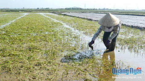 Quảng Ngãi: Boo ngân, bấc k’tiếc chóh ha roo nong lít đhộ, đhanuôr nắc lêy chóh cớ
