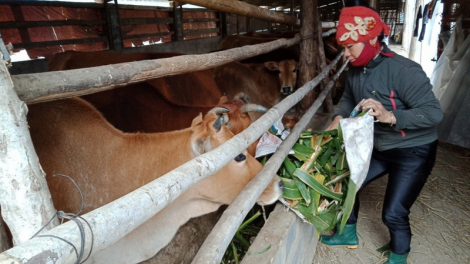 Yên Bái: T’bhlâng padưr k’rơ bhiệc zư lêy liêm choom cr’năn bh’năn băn bêl g’lúh cha cêết ra ngoóh