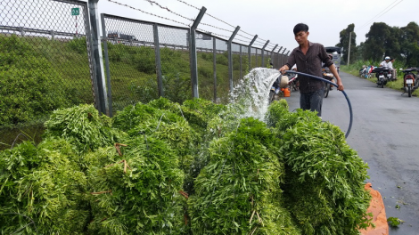 Tiên Giang: K’zệt héc ta chr’nóh chr’bêết đươi dua ha thị trường Tết
