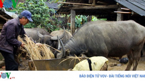 Cao Bằng, Bắc Cạn: Cha kêết bhrợ chêết lấh 100 p’nong t’rí c’roóc