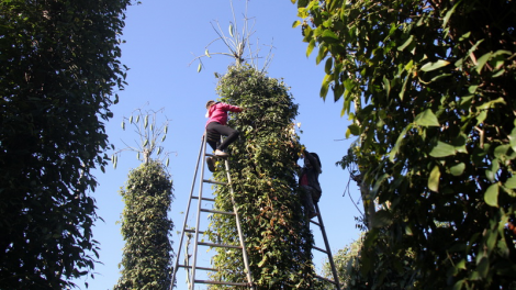 Bà Rịa-Vũng Tàu: 600 cha nặc zúp đhanuôr pêếh a’moót