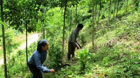 Bắc Kạn: Xăl lấh 10 r’bhâu héc ta crâng phòng hộ ooy crâng pa bhrợ