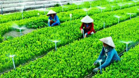 Quảng Nam: bấc hợp tác xã bhrợ têng ha rêê đhuốch pa dưr bh’nơơn bh’rợ ting pr’loọng đong