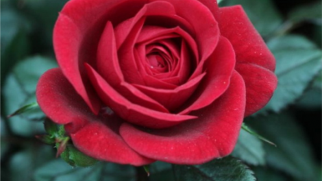 T'RUÍH PA XUL ZẤP T'NGAY 14/7/2019