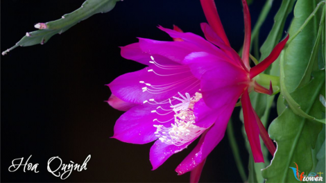 T’RUIH T’NGAY 26-9