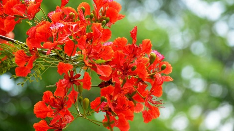 T'RUÍH PA XUL ZẤP T'NGAY 27/7/2019