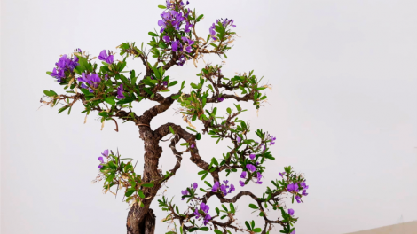 T'RUIH T'NGAY 7/11/2019