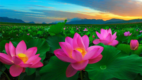 T'RUIH T'NGAY 5/11/2019