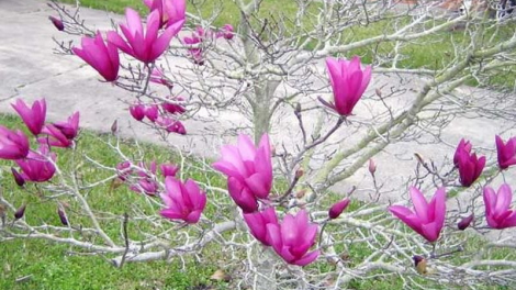 T'RUIH T'NGAY 9/6/2019