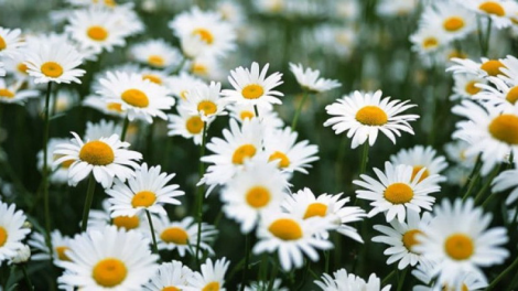 T'RUIH T'NGAY 24/6/2019