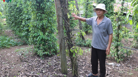 Đhanuôr Bình Phước k’rang căh v êy bơơn hân noo a moọt